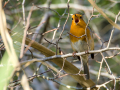 Petirrojo europeo - Erithacus rubecula - Pit-roig