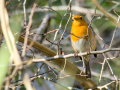 Petirrojo europeo - Erithacus rubecula - Pit-roig