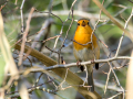 Petirrojo europeo - Erithacus rubecula - Pit-roig