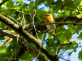 Petirrojo europeo - Erithacus rubecula - Pit-roig