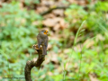 Petirrojo europeo - Erithacus rubecula - Pit-roig