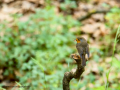 Petirrojo europeo - Erithacus rubecula - Pit-roig