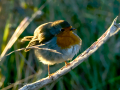 Petirrojo europeo - Erithacus rubecula - Pit-roig