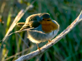 Petirrojo europeo - Erithacus rubecula - Pit-roig