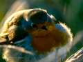 Petirrojo europeo - Erithacus rubecula - Pit-roig