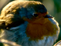 Petirrojo europeo - Erithacus rubecula - Pit-roig