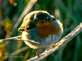 Petirrojo europeo - Erithacus rubecula - Pit-roig