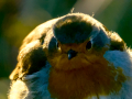 Petirrojo europeo - Erithacus rubecula - Pit-roig