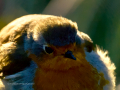 Petirrojo europeo - Erithacus rubecula - Pit-roig