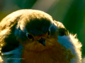 Petirrojo europeo - Erithacus rubecula - Pit-roig