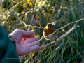 Petirrojo europeo - Erithacus rubecula - Pit-roig