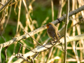 Petirrojo europeo - Erithacus rubecula - Pit-roig