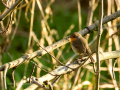 Petirrojo europeo - Erithacus rubecula - Pit-roig