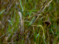 Pico de coral - Estrilda astrild - Bec de coral del Senegal