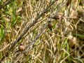 Pico de coral - Estrilda astrild - Bec de coral del Senegal