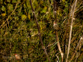 Pico de coral - Estrilda astrild - Bec de coral del Senegal