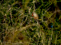 Pico de coral - Estrilda astrild - Bec de coral del Senegal