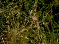 Pico de coral - Estrilda astrild - Bec de coral del Senegal