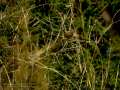 Pico de coral - Estrilda astrild - Bec de coral del Senegal