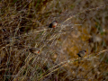 Pico de coral - Estrilda astrild - Bec de coral del Senegal