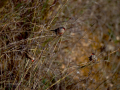 Pico de coral - Estrilda astrild - Bec de coral del Senegal