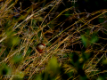 Pico de coral - Estrilda astrild - Bec de coral del Senegal