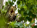 Pico menor - Dryobates minor - Picot garser petit