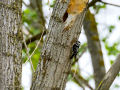 Pico menor - Dryobates minor - Picot garser petit