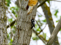 Pico menor - Dryobates minor - Picot garser petit