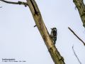 Pico menor - Dryobates minor - Picot garser petit