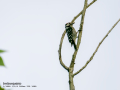 Pico menor - Dryobates minor - Picot garser petit