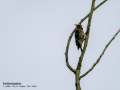 Pico menor - Dryobates minor - Picot garser petit