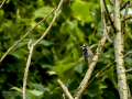 Pico menor - Dryobates minor - Picot garser petit