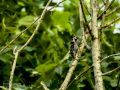 Pico menor - Dryobates minor - Picot garser petit