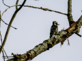 Pico menor - Dryobates minor - Picot garser petit