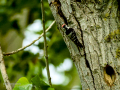 Pico menor - Dryobates minor - Picot garser petit