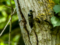 Pico menor - Dryobates minor - Picot garser petit