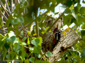 Pico Picapinos - Dendrocopos major - Picot garser gros
