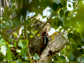 Pico Picapinos - Dendrocopos major - Picot garser gros
