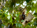 Pico Picapinos - Dendrocopos major - Picot garser gros