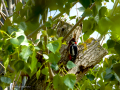 Pico Picapinos - Dendrocopos major - Picot garser gros