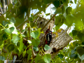 Pico Picapinos - Dendrocopos major - Picot garser gros