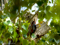 Pico Picapinos - Dendrocopos major - Picot garser gros