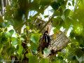 Pico Picapinos - Dendrocopos major - Picot garser gros