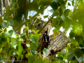Pico Picapinos - Dendrocopos major - Picot garser gros