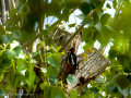 Pico Picapinos - Dendrocopos major - Picot garser gros