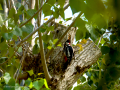 Pico Picapinos - Dendrocopos major - Picot garser gros
