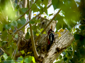 Pico Picapinos - Dendrocopos major - Picot garser gros