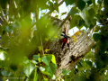 Pico Picapinos - Dendrocopos major - Picot garser gros