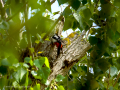 Pico Picapinos - Dendrocopos major - Picot garser gros
